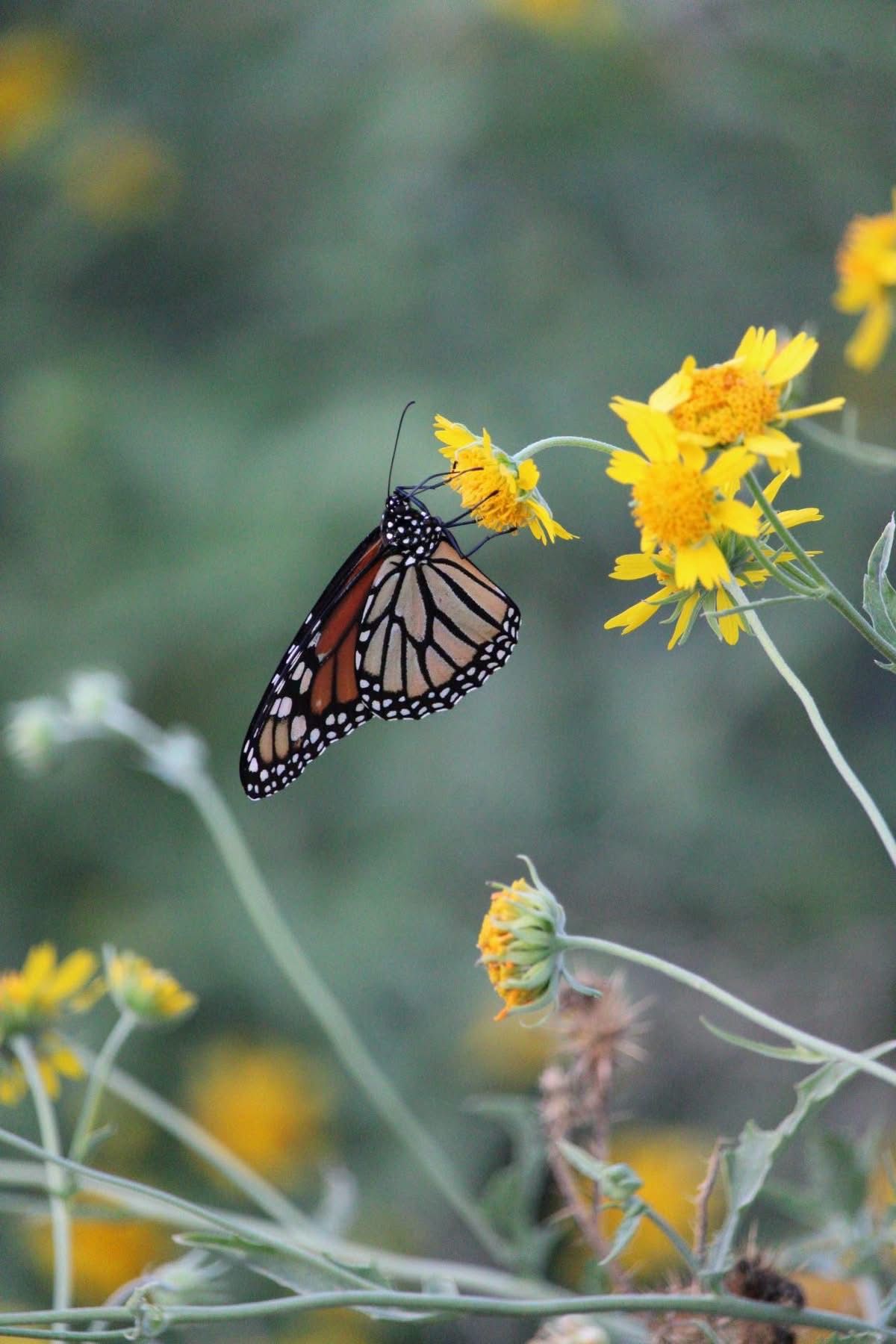 Mariposa monarca