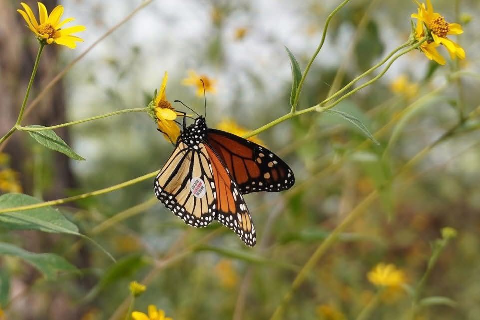 Mariposa monarca