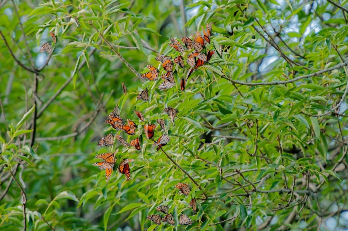 Mariposa monarca
