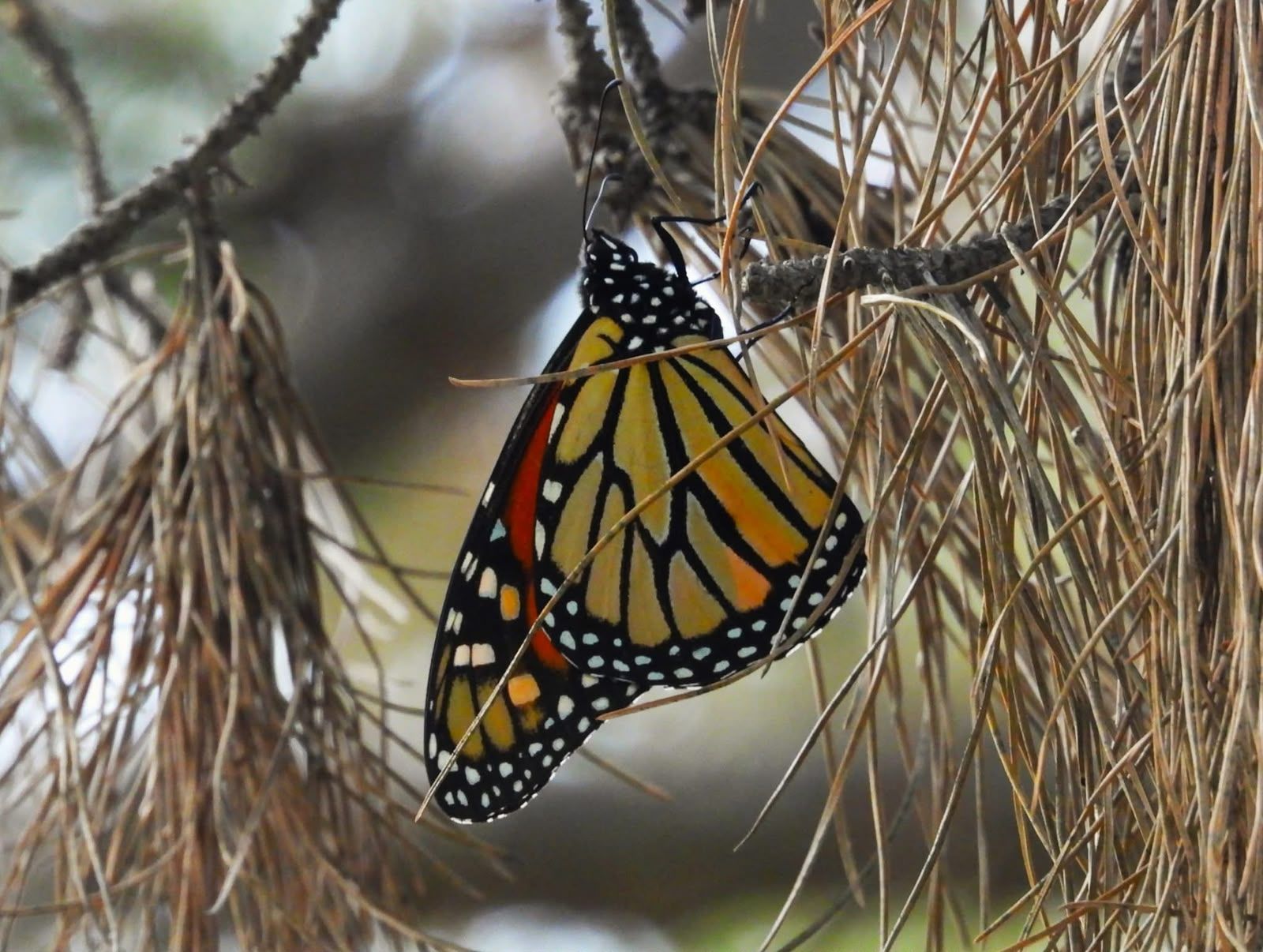 Mariposa monarca