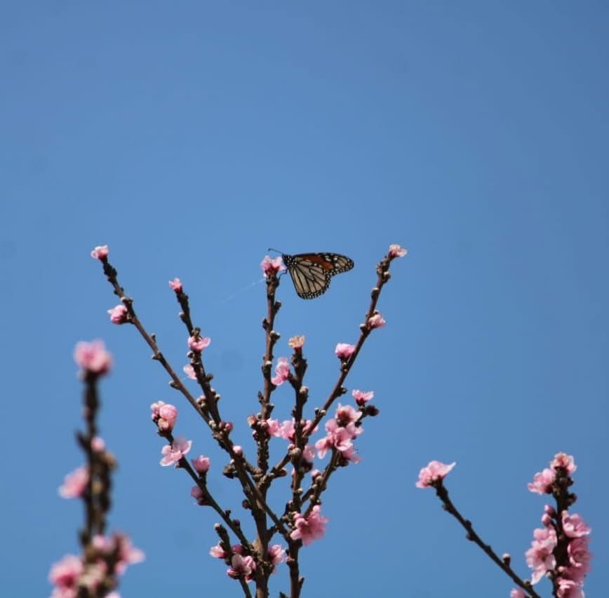 Mariposa monarca