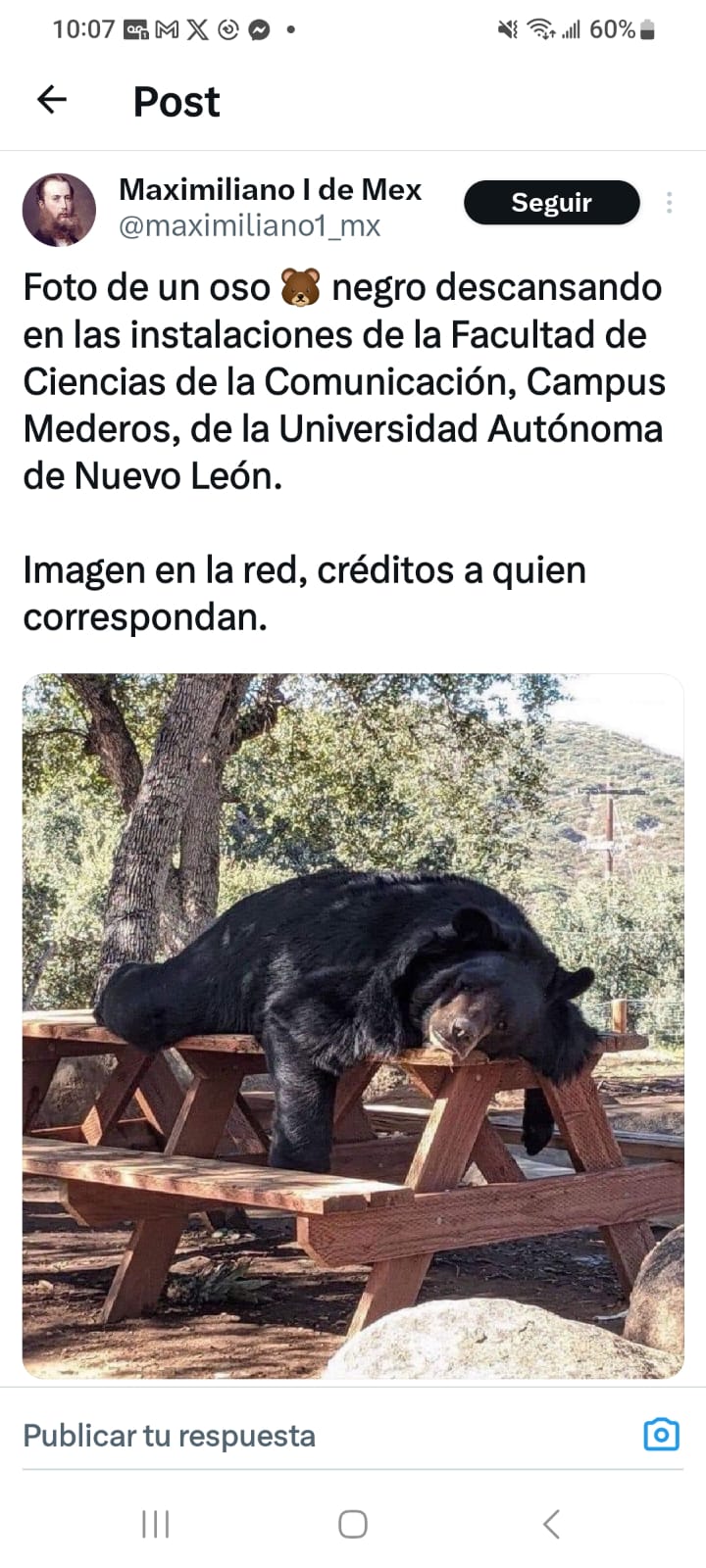 Oso-negro-fcc.jpeg