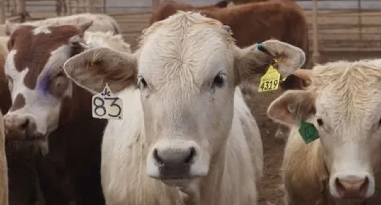 Piden parar importación de res de Centroamérica por gusano barrenador