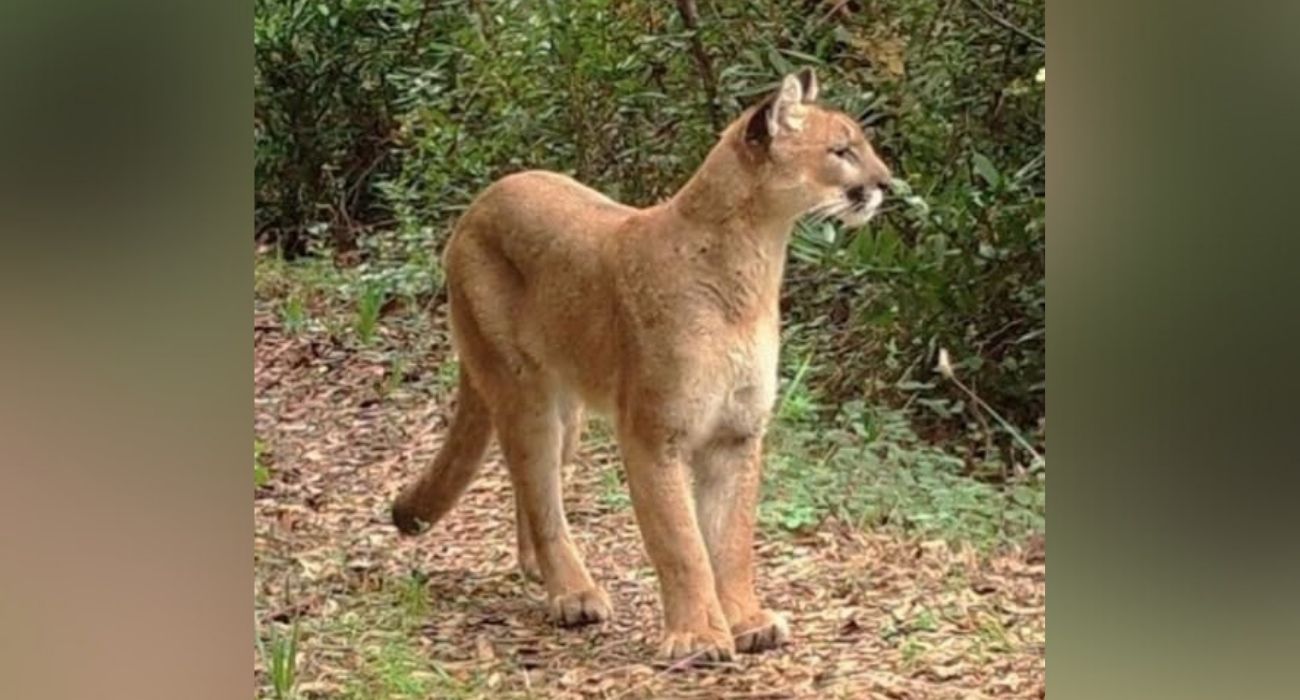 Puma Chipinque