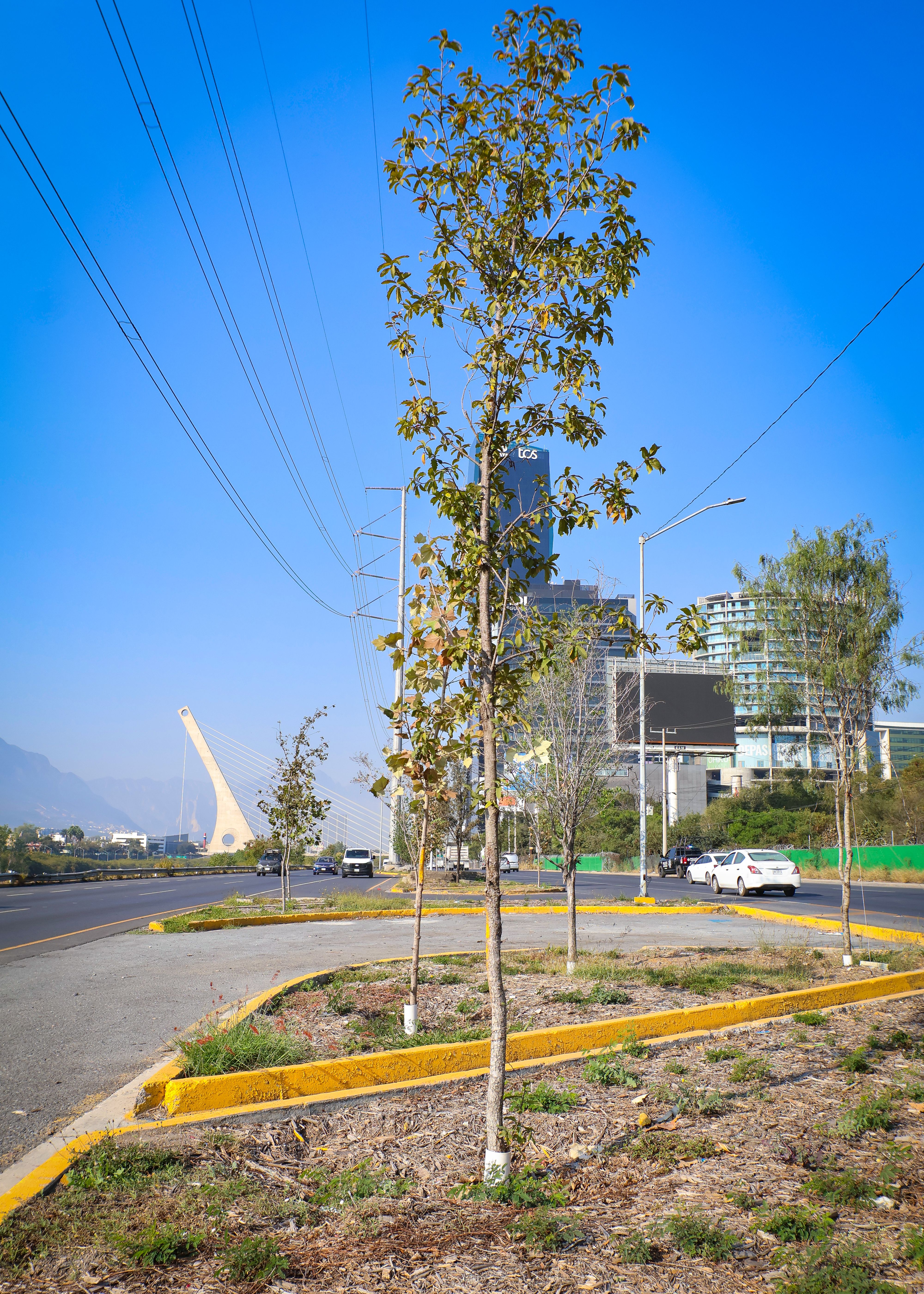 Renuevan-Centro-Monterrey-Bosques-Ciudadanos.jpg
