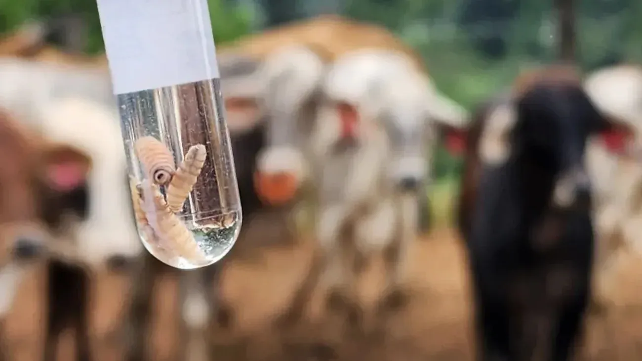 Reportan 75 nuevos casos de miasis por gusano barrenador en Yucatán