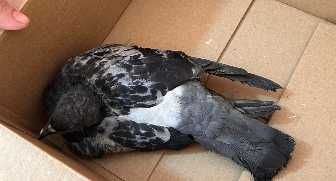 Rescatan paloma atropellada en san nicolás.jpg