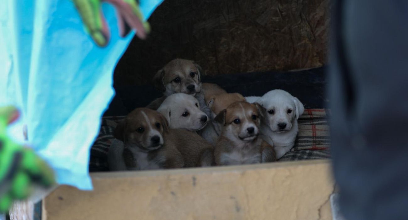 Rescatan-siete-cachorros-Apodaca.jpg