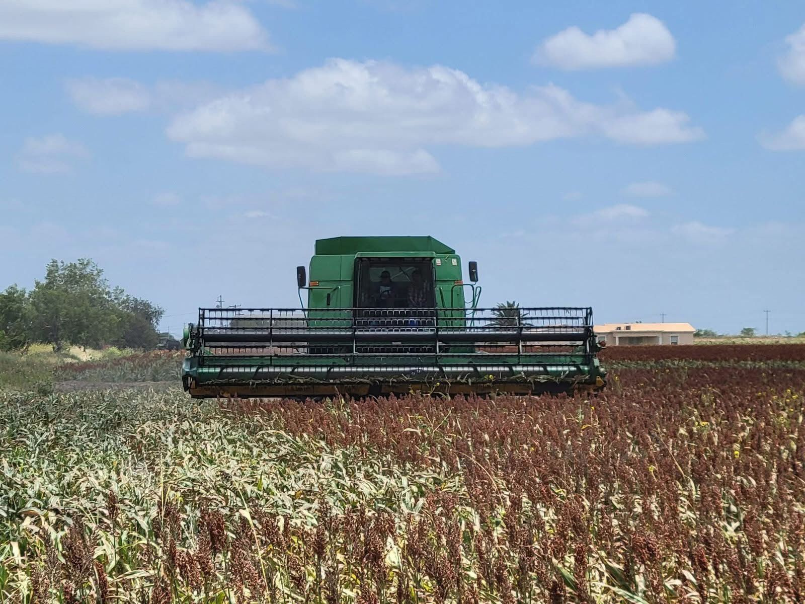 Temen afectaciones en cultivos de sorgo por lluvias en Tamaulipas