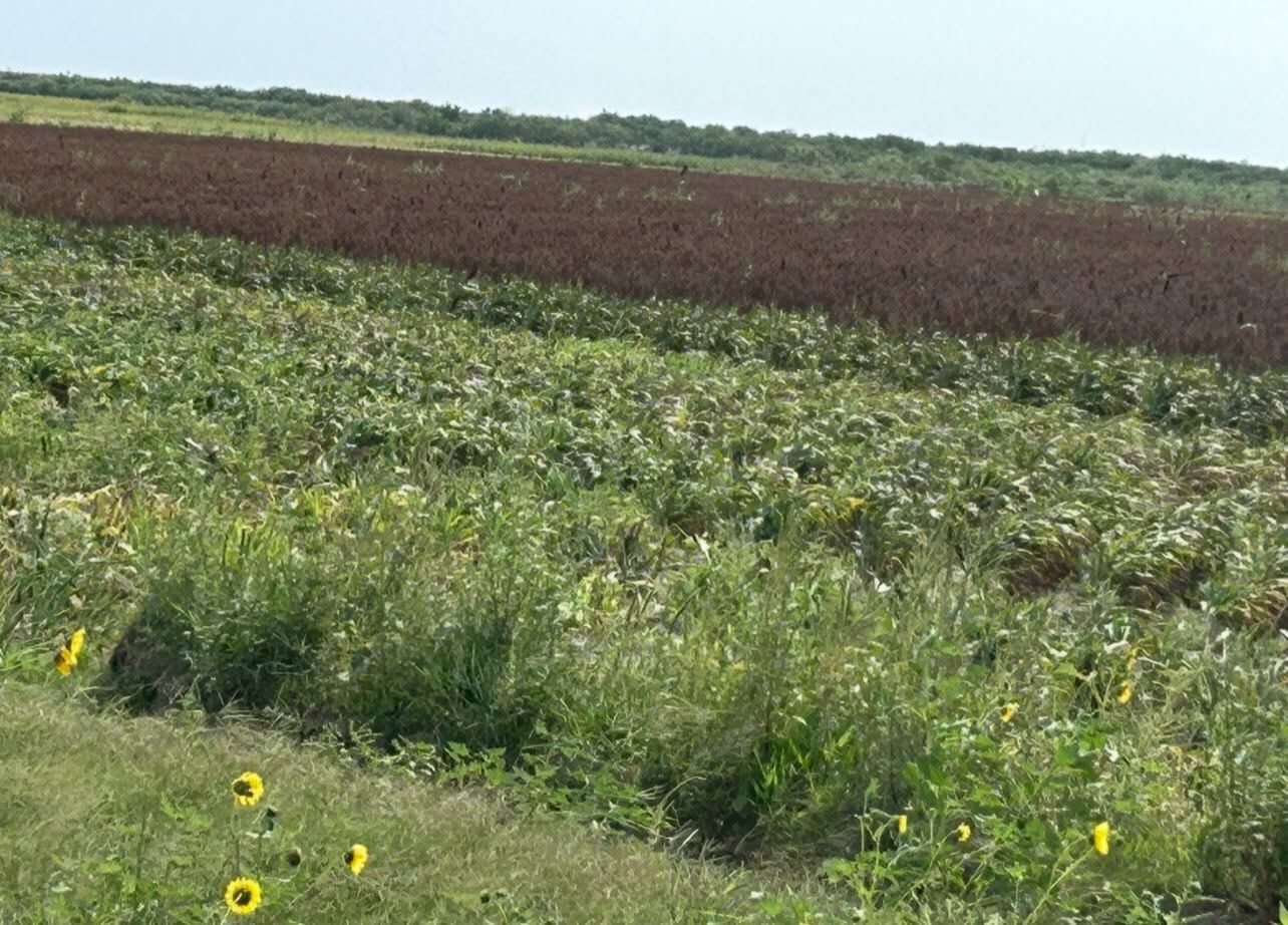 Temen fuertes afectaciones en cultivos de sorgo por lluvias en el norte de Tamaulipas