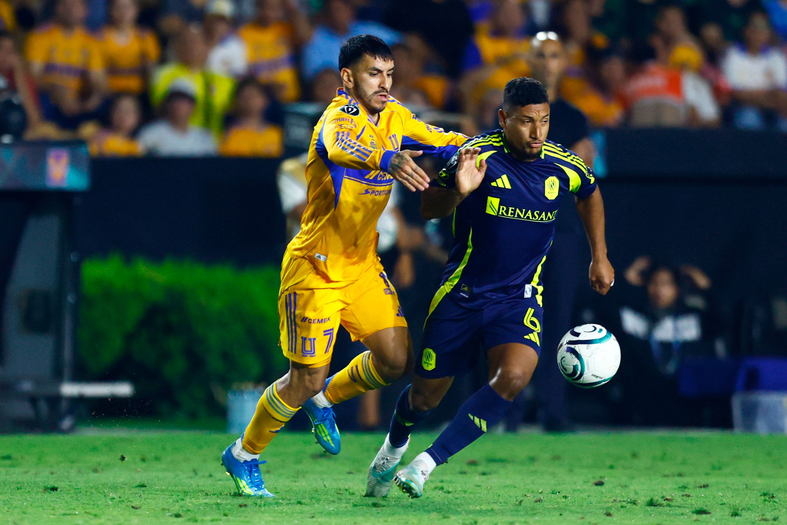 Tigres conca