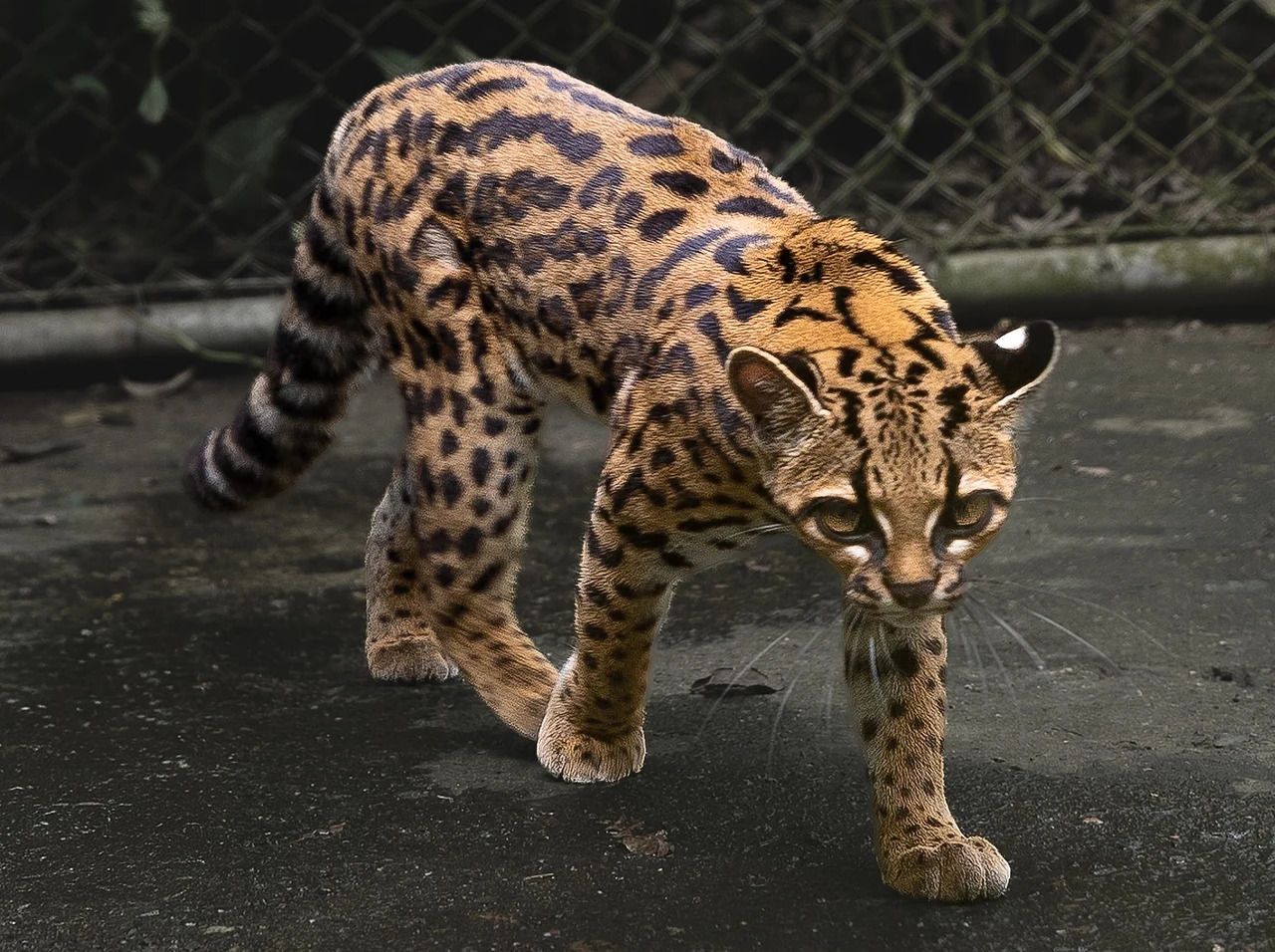 Tilcayo_tiger_cat_(full_body)_(cropped).jpg.jpg