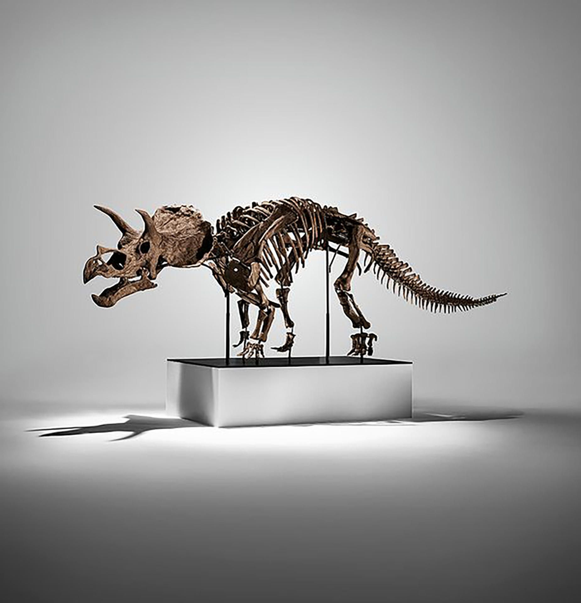 Triceratops dinosaurio