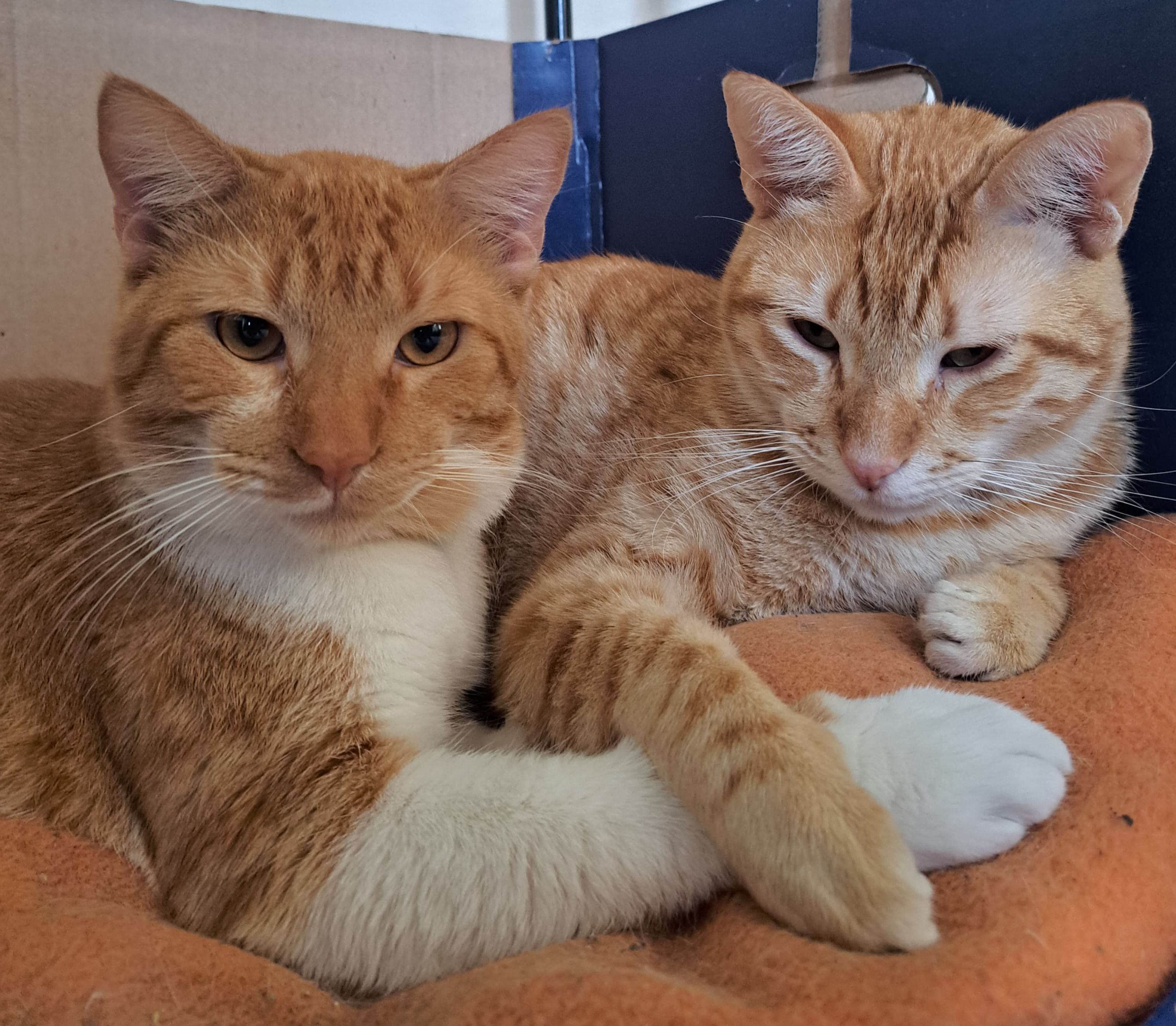 WhatsApp Image 2025-07-01 at 10.14.44 PM.jpeg