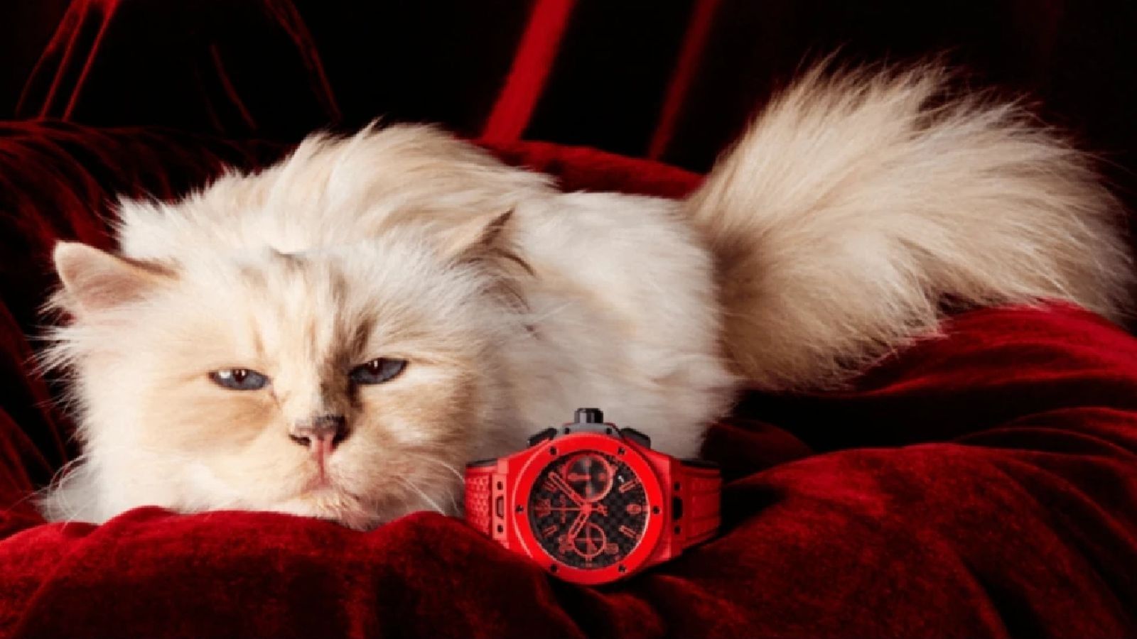 WhatsApp Image 2025-08-06 at 1.22.37 PM.jpeg