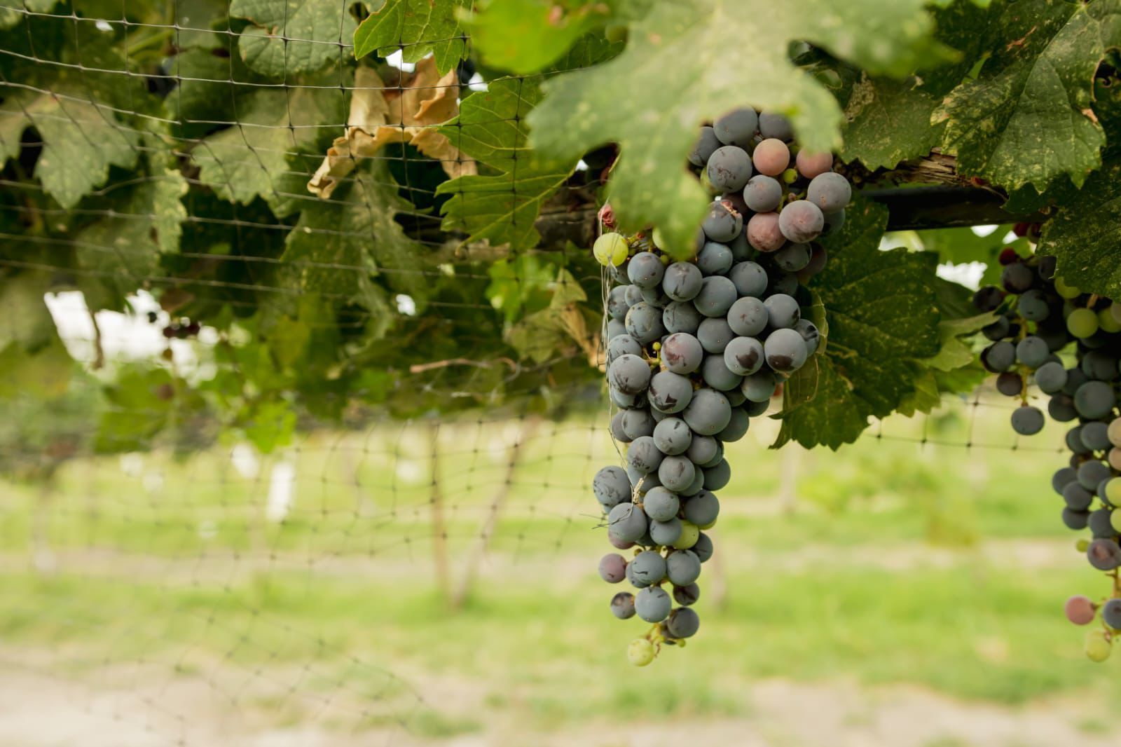 WhatsApp Image 2025-08-06 at 7.57.12 PM.jpeg