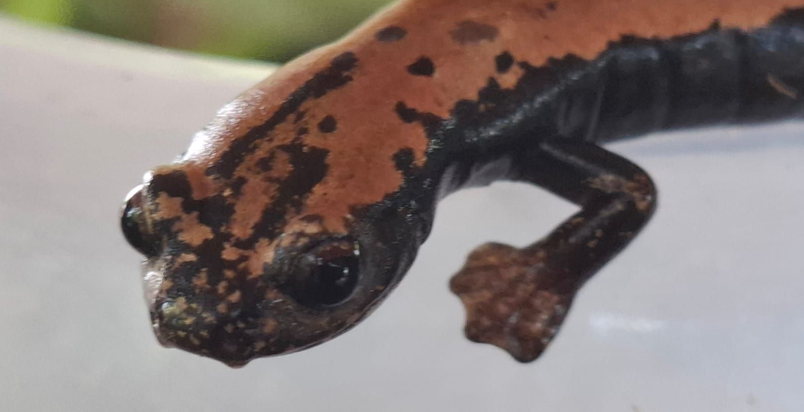 WhatsApp Image 2025-08-14 at 7.49.34 PM.jpeg