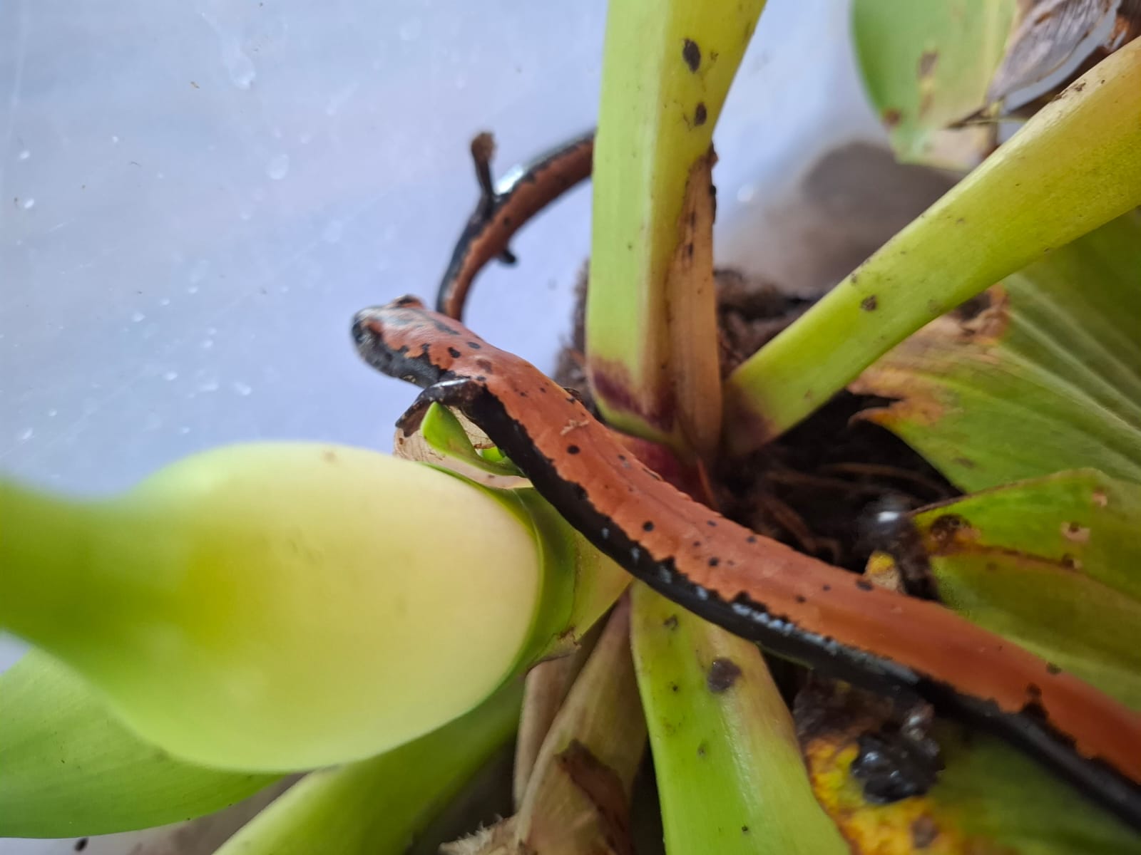 WhatsApp Image 2025-08-14 at 7.49.35 PM (1).jpeg