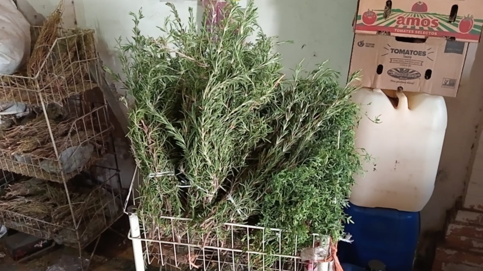 WhatsApp Image 2025-08-15 at 4.28.25 AM (1).jpeg