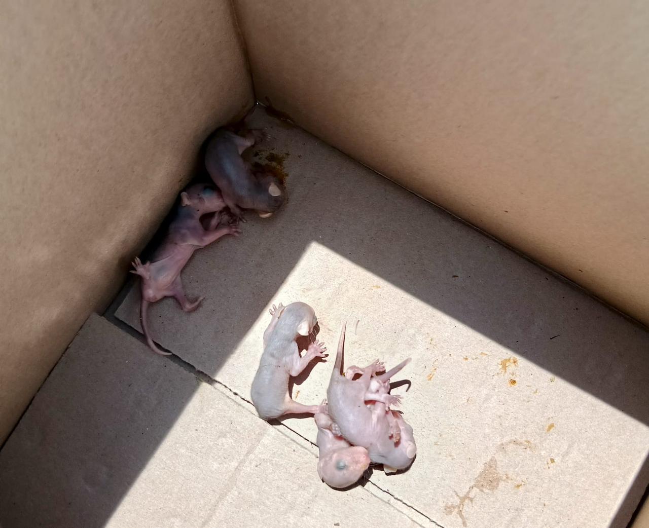 WhatsApp Image 2025-08-17 at 3.40.47 PM.jpeg