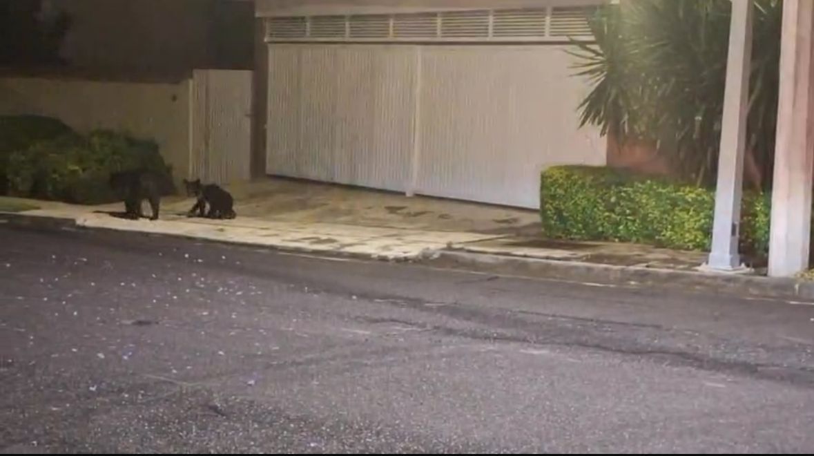 WhatsApp Image 2025-09-13 at 9.56.22 AM.jpeg