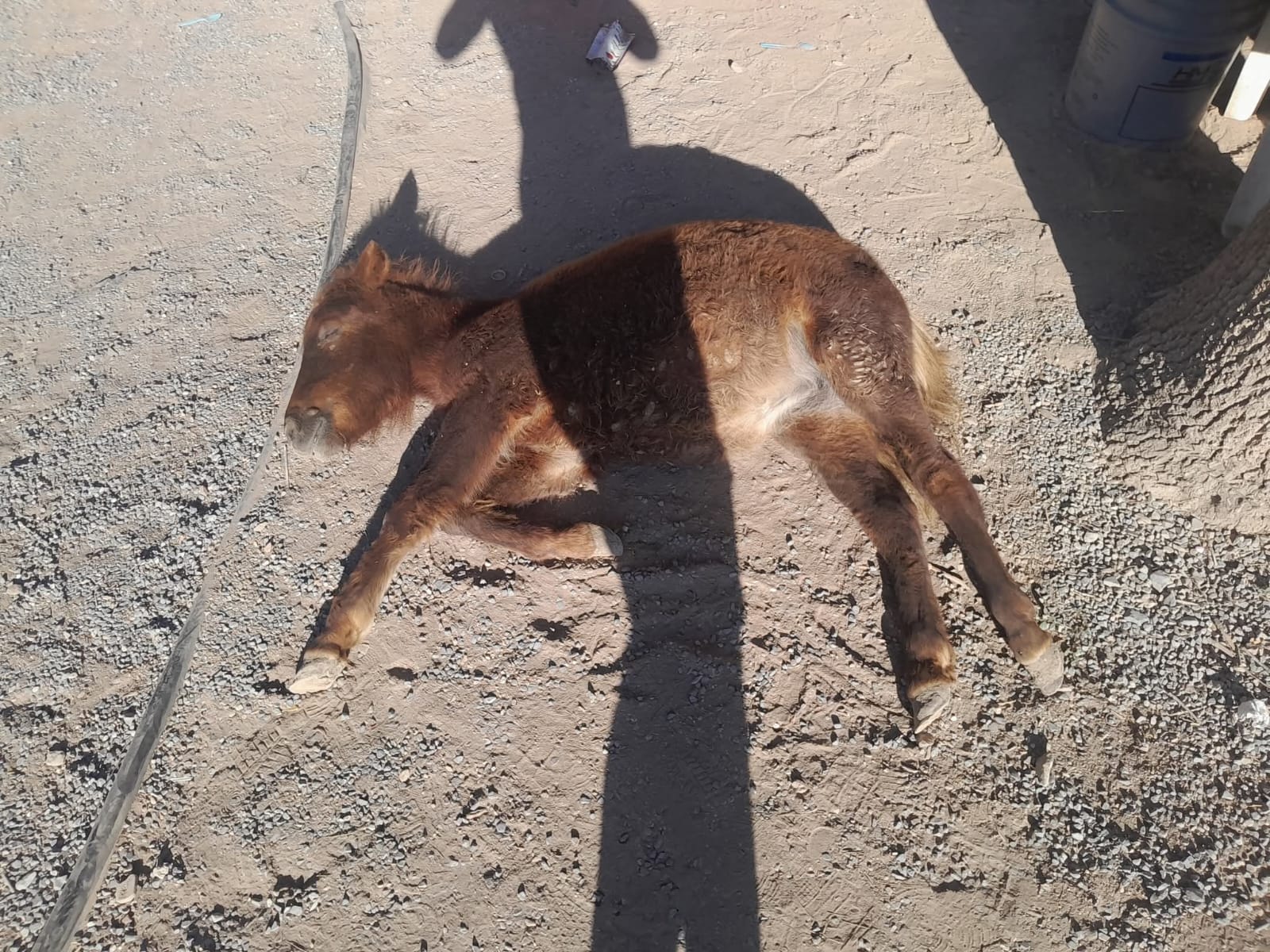 WhatsApp Image 2025-10-15 at 5.37.24 PM.jpeg