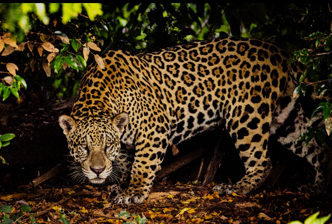 WhatsApp Image 2025-11-28 at 1.29.52 PM (1).jpeg