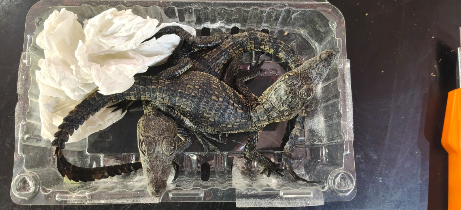 WhatsApp Image 2025-12-20 at 9.58.59 AM.jpeg