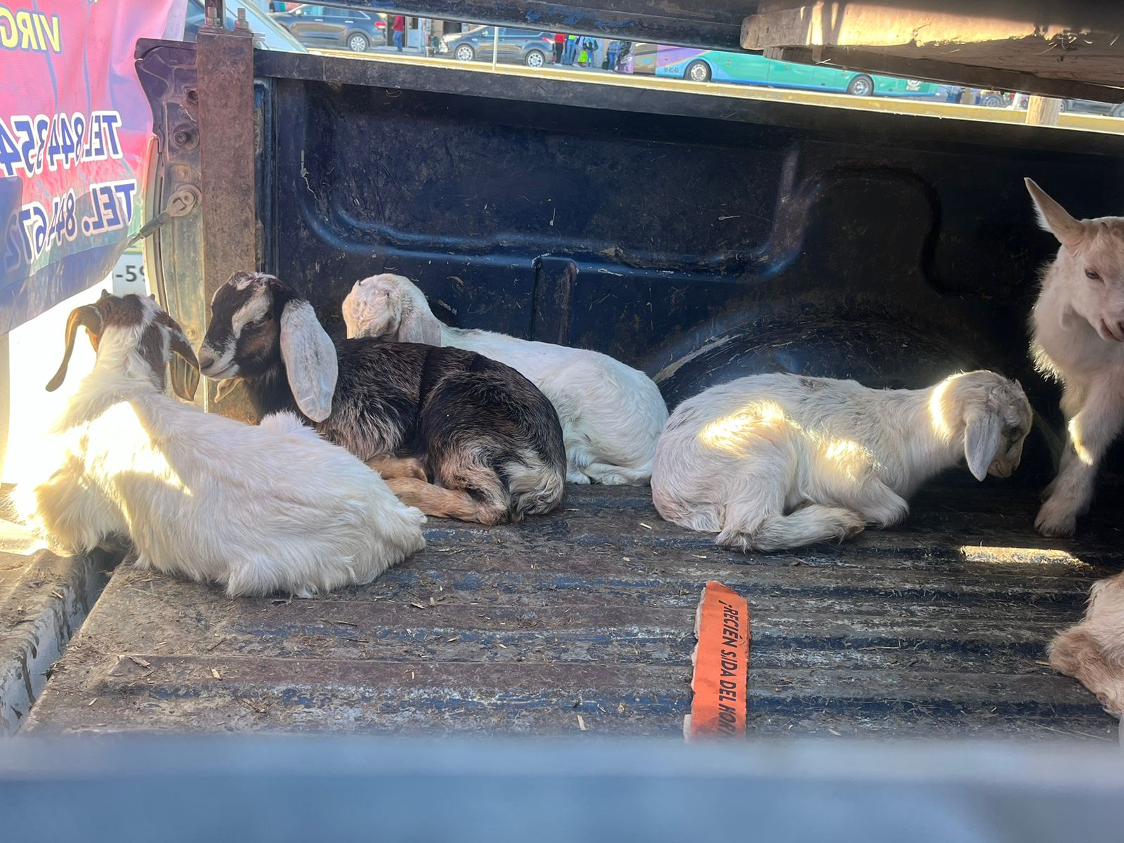 WhatsApp Image 2025-12-23 at 4.26.26 PM.jpeg