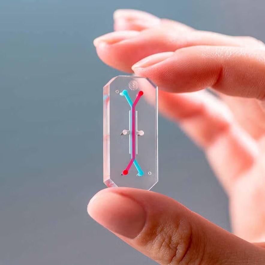 WhatsApp Image 2026-01-09 at 4.17.38 PM.jpeg