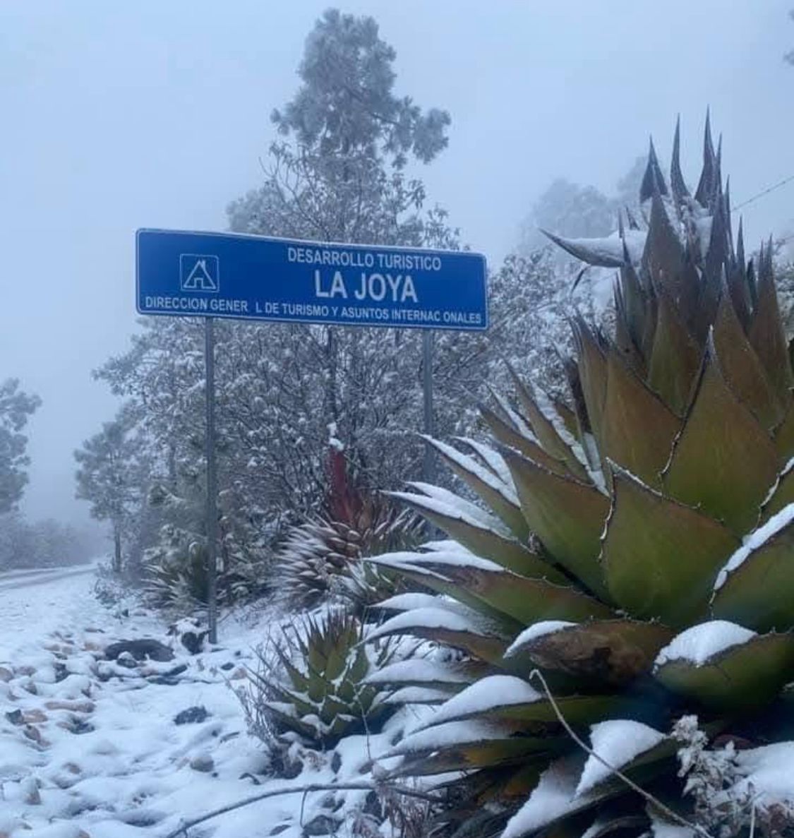 WhatsApp Image 2026-01-19 at 11.07.19 AM.jpeg