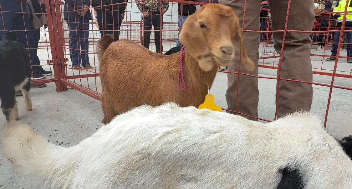 WhatsApp Image 2026-01-31 at 7.52.02 AM.jpeg