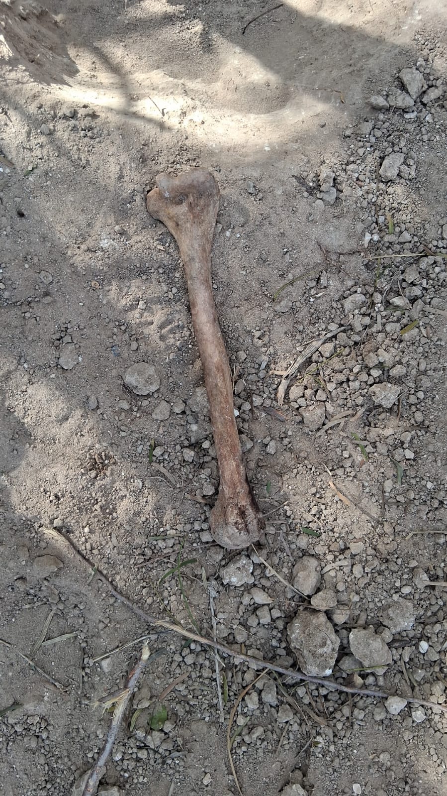 WhatsApp Image 2026-02-03 at 3.07.10 PM (1).jpeg