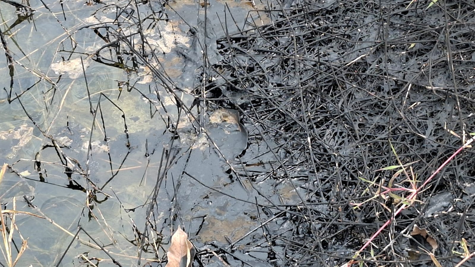 WhatsApp Image 2026-02-04 at 6.59.20 PM.jpeg