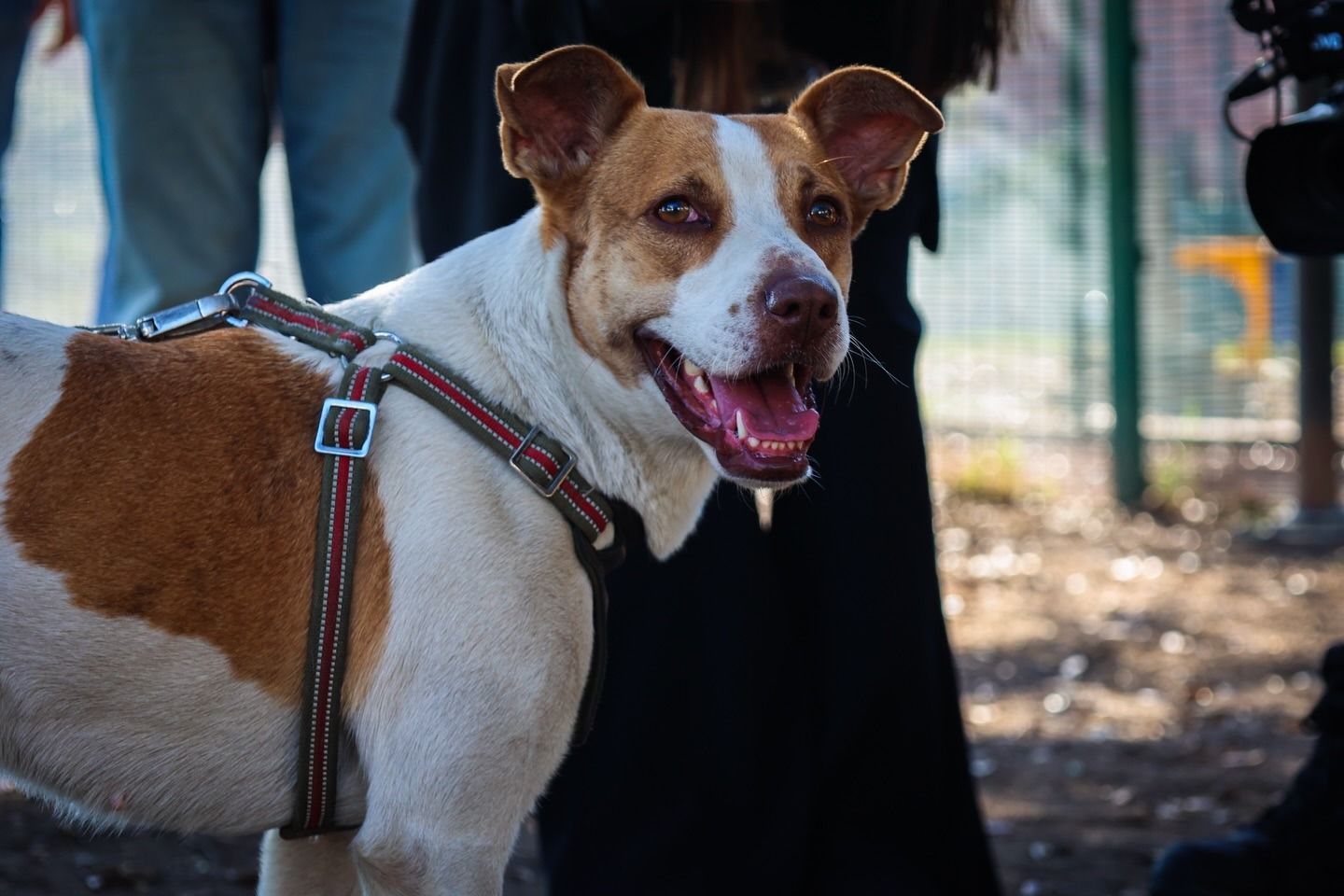 WhatsApp Image 2026-02-04 at 9.38.18 PM.jpeg