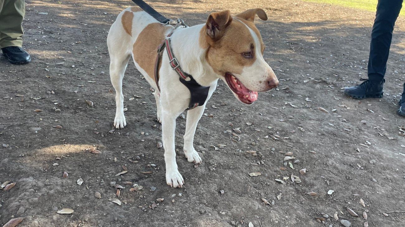 WhatsApp Image 2026-02-04 at 9.39.50 PM.jpeg