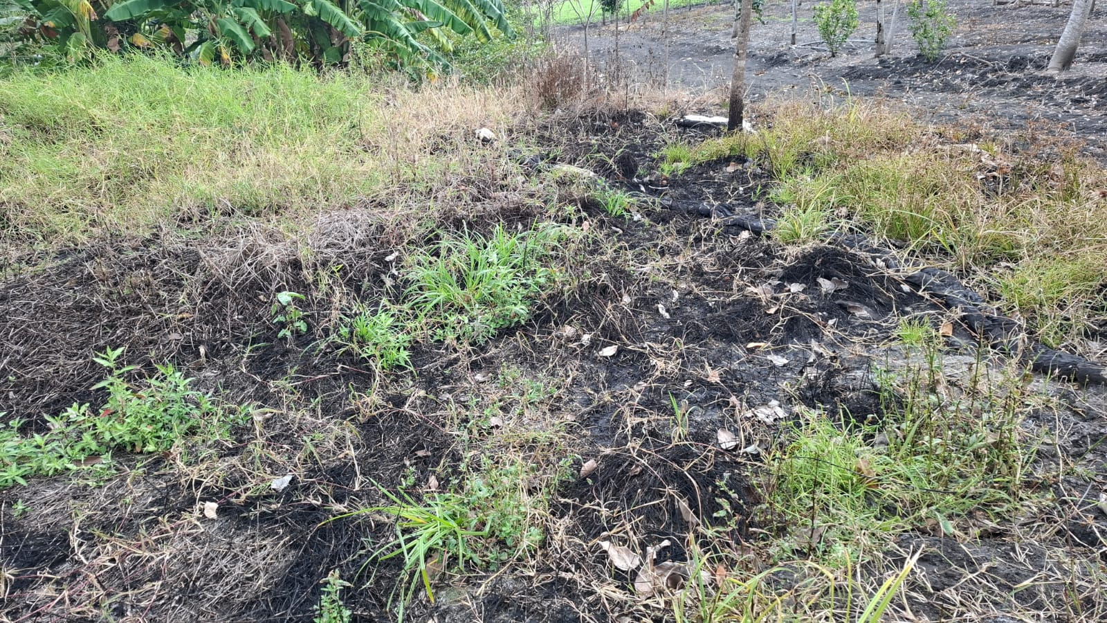 WhatsApp Image 2026-02-09 at 10.23.04 PM (1).jpeg