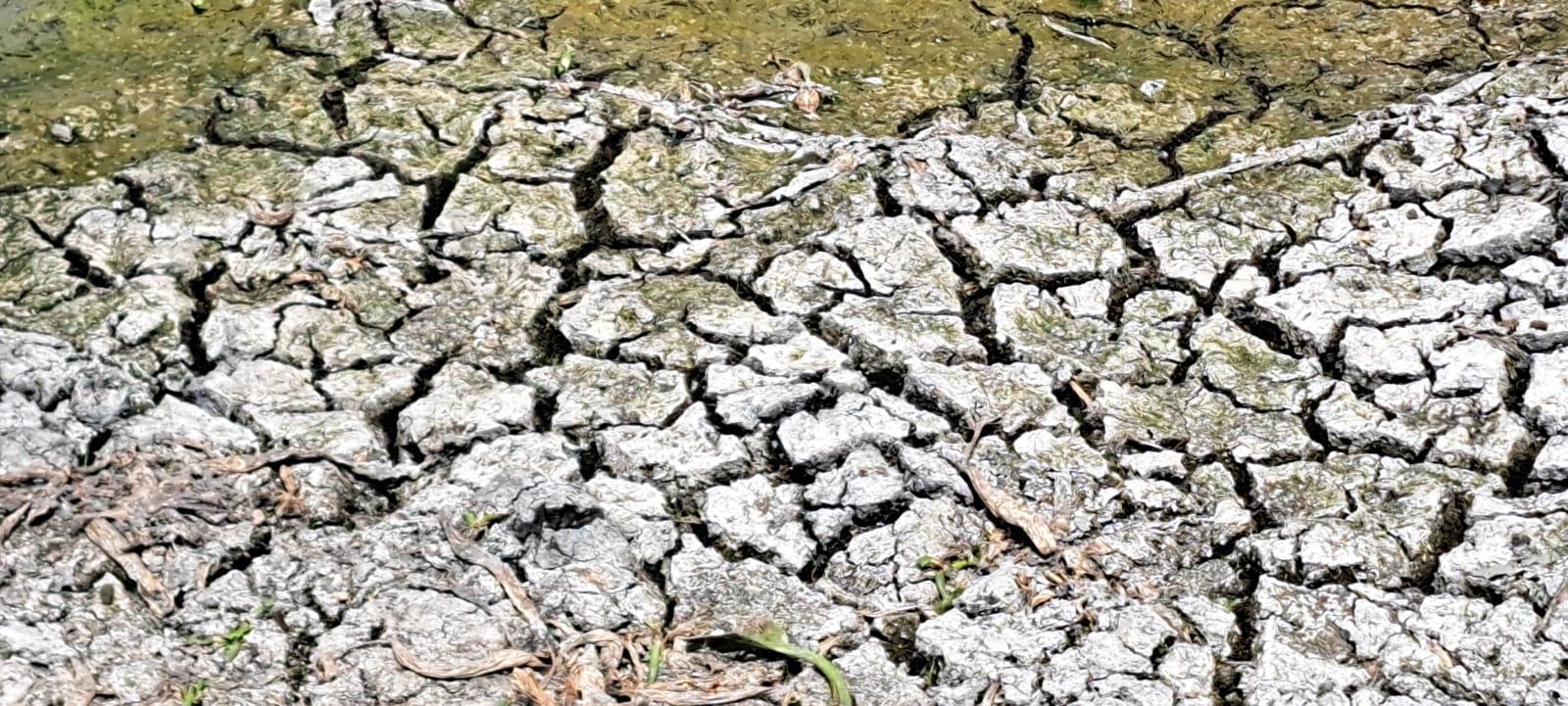 WhatsApp Image 2026-02-12 at 4.14.01 PM.jpeg