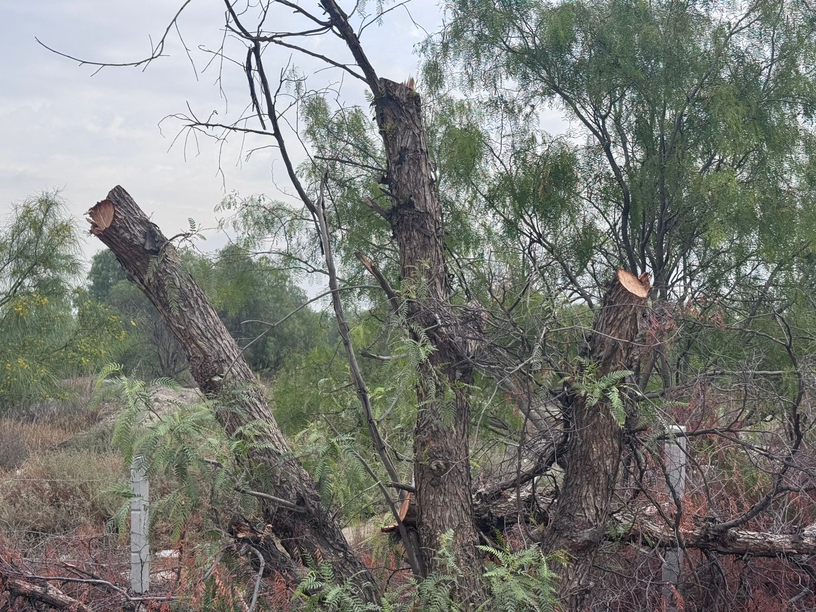 WhatsApp Image 2026-04-08 at 09.46.05 (1).jpeg