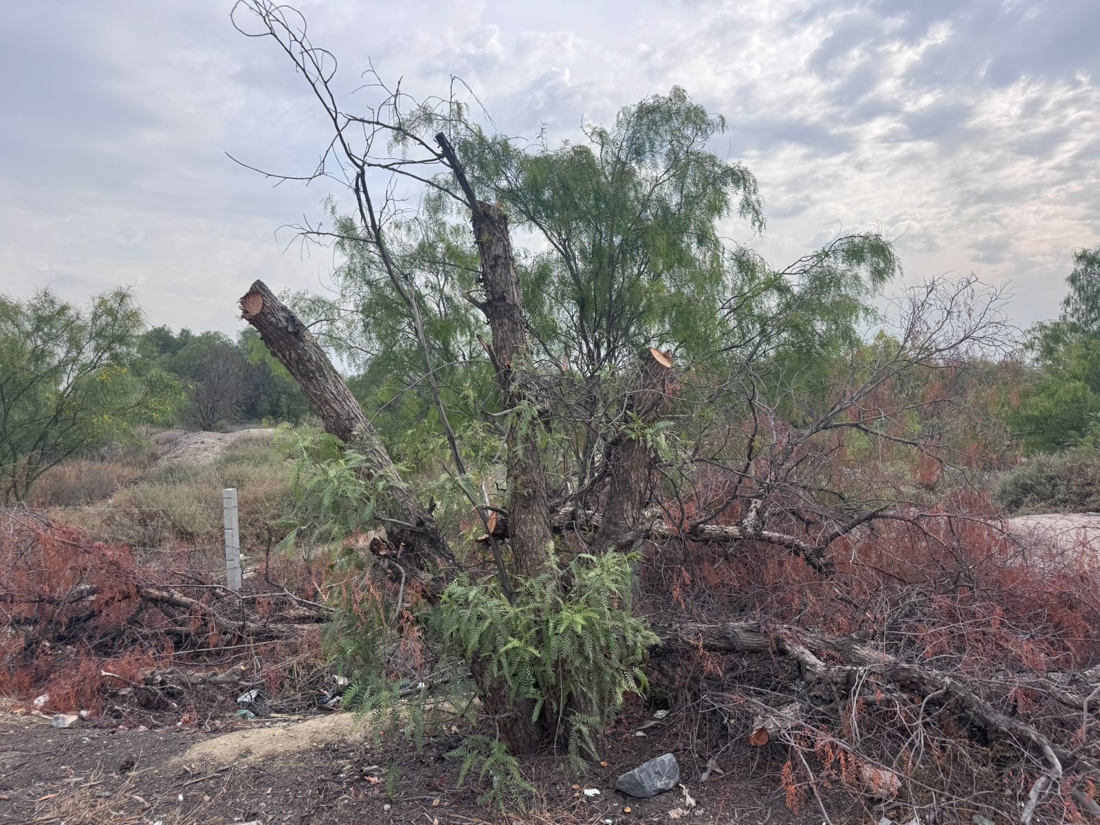 WhatsApp Image 2026-04-08 at 09.46.05.jpeg