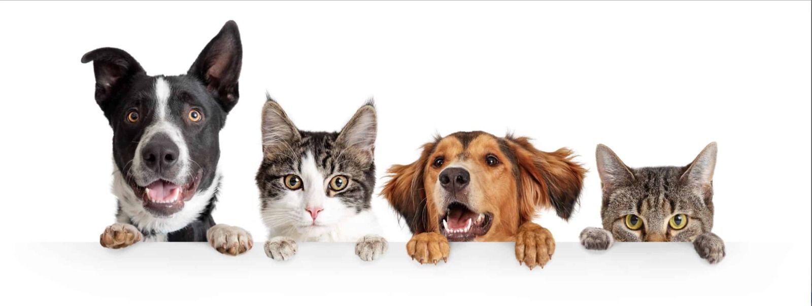 WhatsApp Image 2026-04-24 at 1.30.28 PM.jpeg