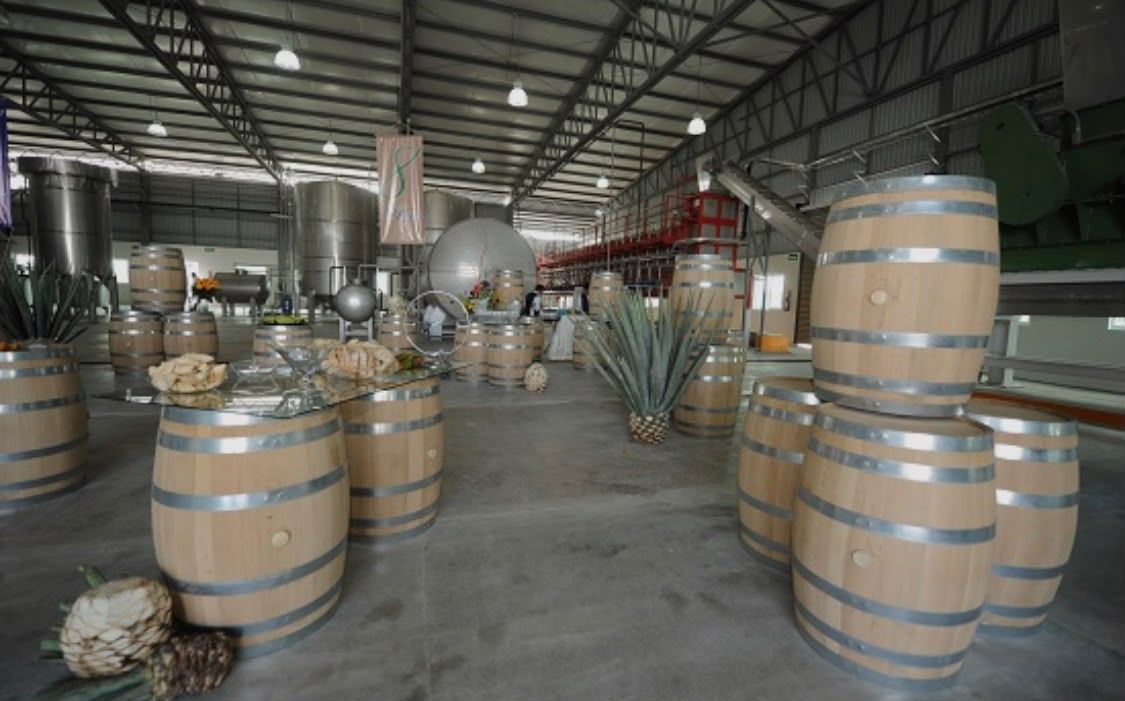 agave-tamaulipas3.jpeg