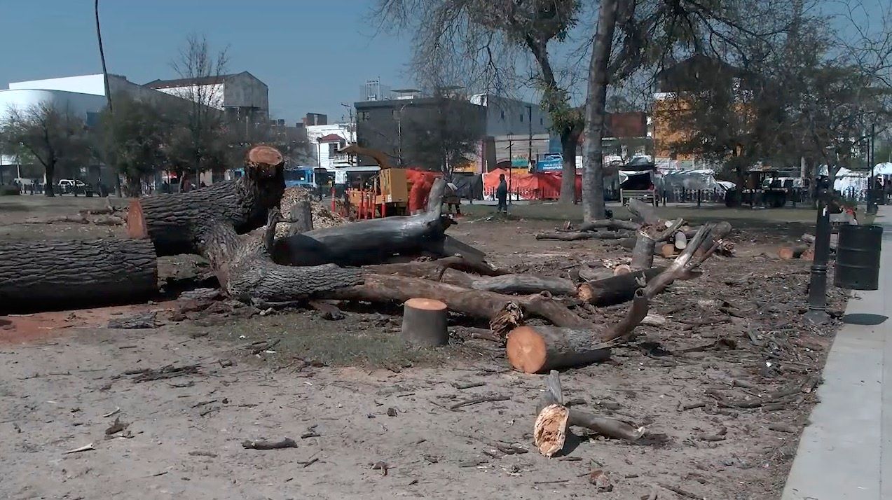 alameda-reforestacion1.jpg