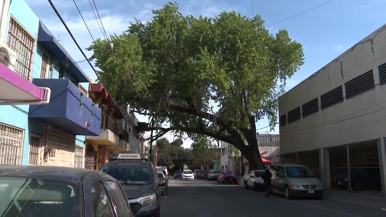 arbol-alamo-calle.jpg