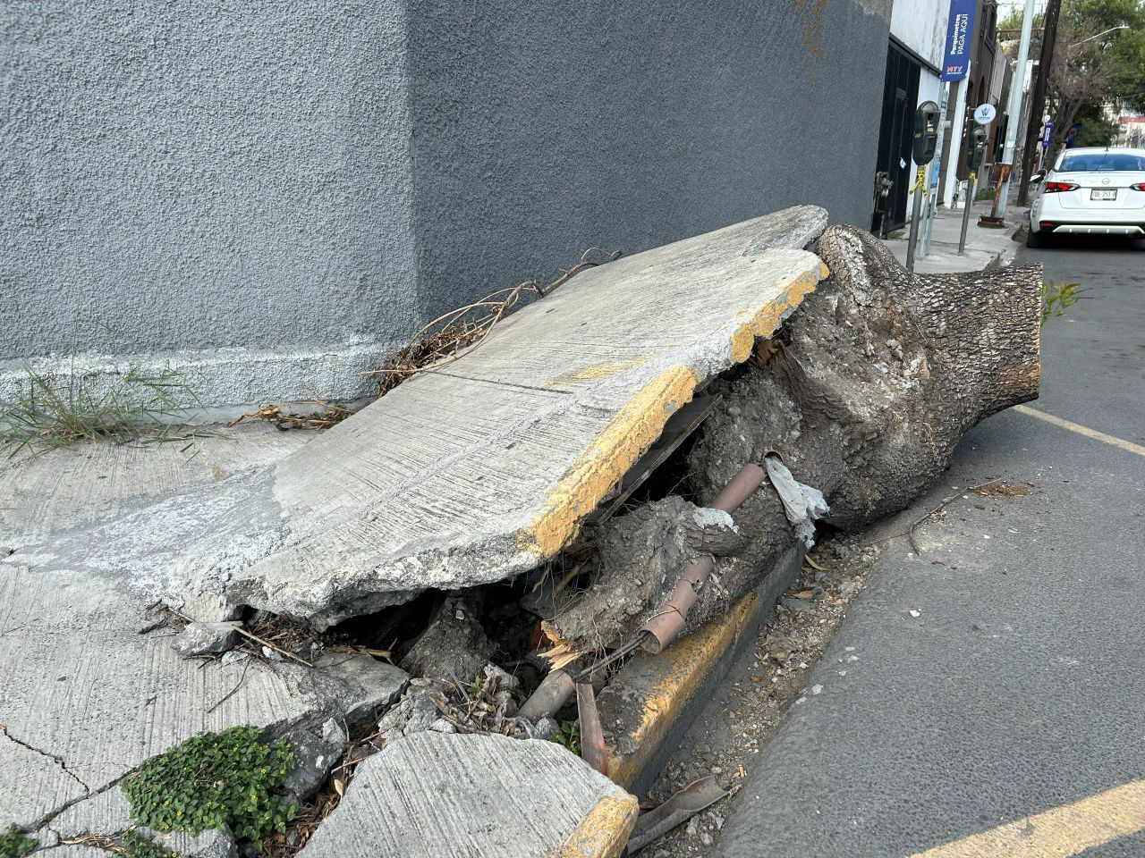 arbol-banqueta-centro1.jpg