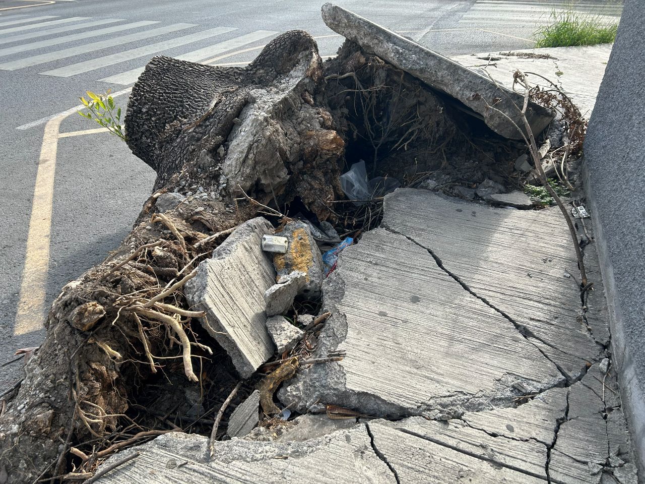 arbol-banqueta-centro2.jpg