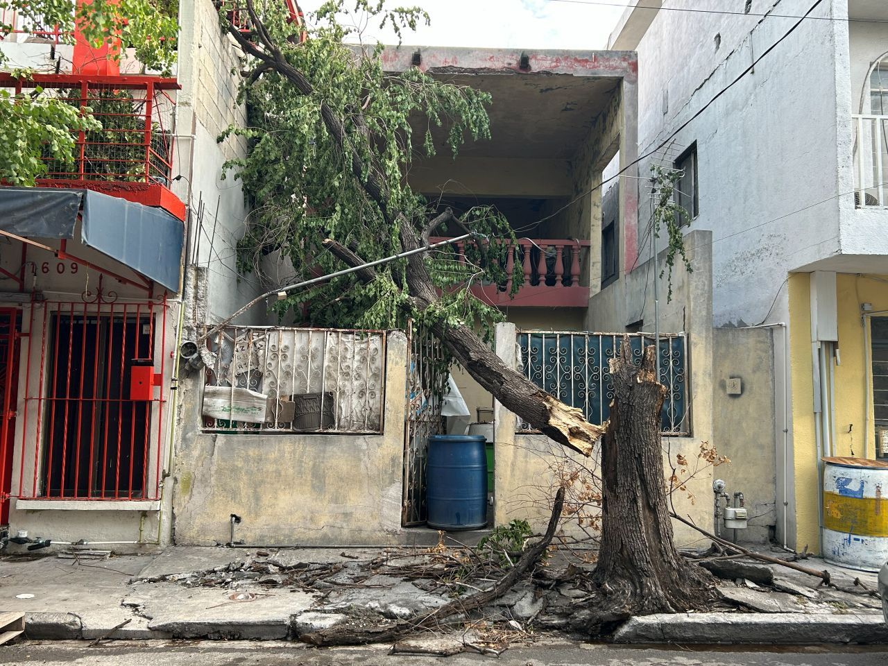 arbol-terminal.jpg