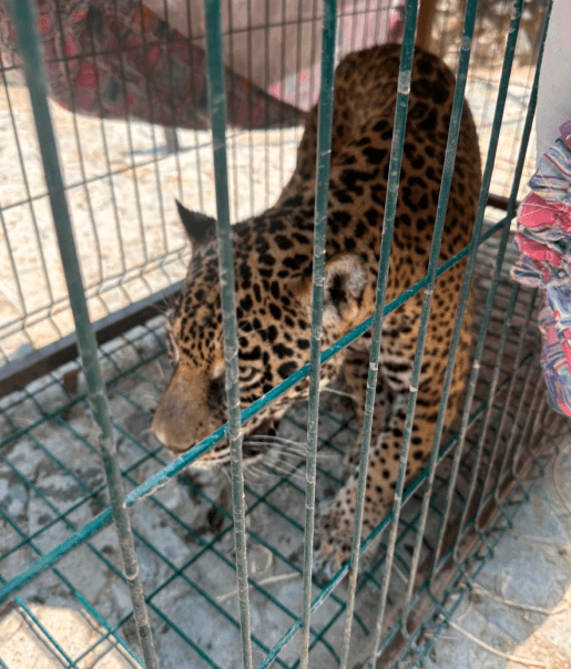 aseguran-animales-exoticos-fugitivo-aicm.jpg
