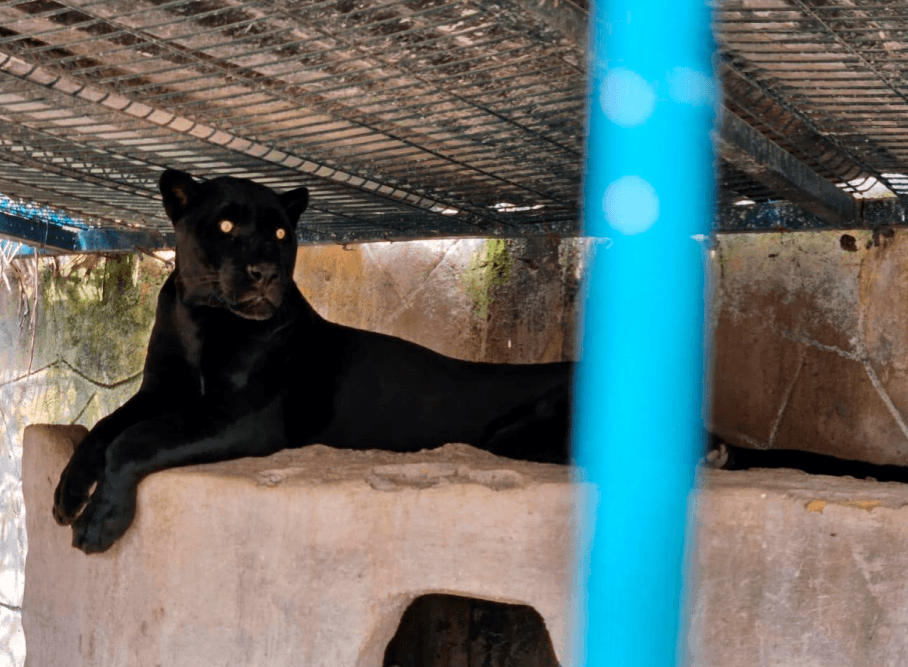 aseguran-animales-exoticos-fugitivo-aicm.jpg