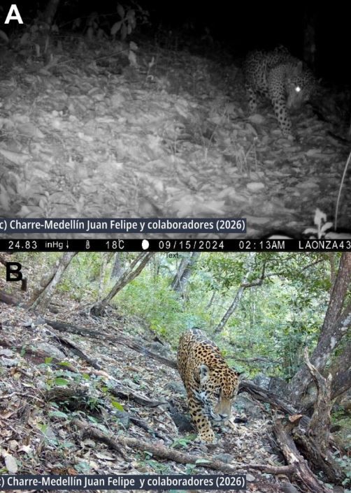avistamiento jaguar.JPG